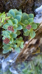 Phedimus subcapitatum