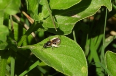 Pseudagapostemon