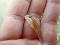 Rhinogobius similis