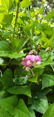 Dipogon lignosus