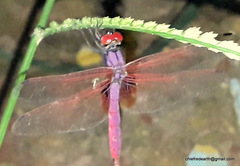 Trithemis aurora