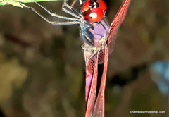 Trithemis aurora