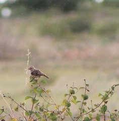 Mirafra erythroptera