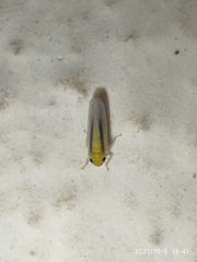 Cicadellidae