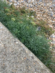 Crithmum maritimum