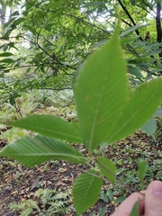 Acer carpinifolium