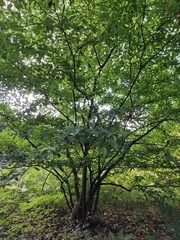 Acer carpinifolium