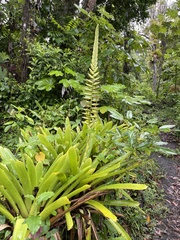 Vriesea macrostachya