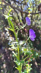 Aconitum fukutomei