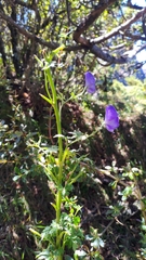 Aconitum fukutomei