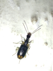 Coleoptera