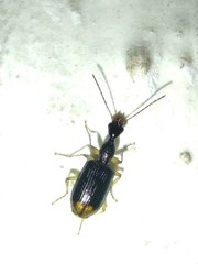 Coleoptera