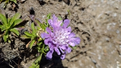 Scabiosa lacerifolia