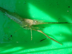Macrobrachium nipponense