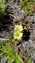 Gentiana scabrida