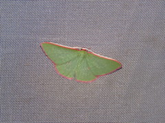 Chlorocoma rhodothrix