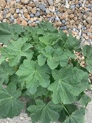 Malva arborea