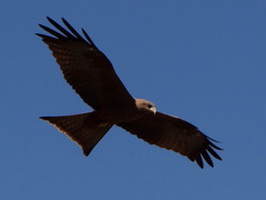 Milvus migrans aegyptius