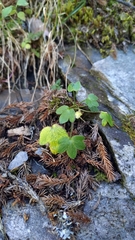 Ranunculus junipericola