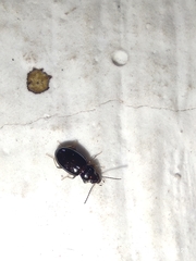 Coleoptera