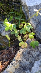 Ranunculus junipericola