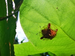 Aspidimorpha sanctaecrucis