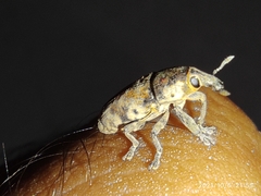 Hypolixus