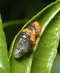 Ocyptamus gastrostactus