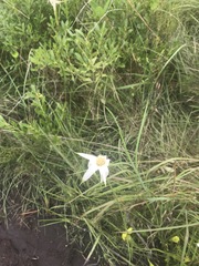 Rhynchospora latifolia