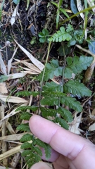 Athyrium nigripes