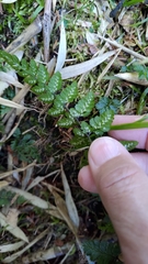Athyrium nigripes