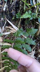 Athyrium nigripes