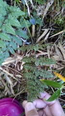Athyrium nigripes