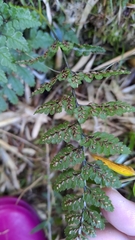 Athyrium nigripes