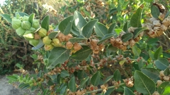 Withania somnifera