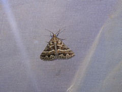 Dichromodes poecilotis