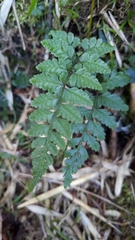 Athyrium nigripes