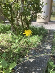 Hypochaeris radicata