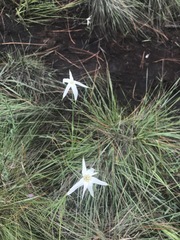 Rhynchospora latifolia