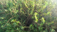 Withania somnifera