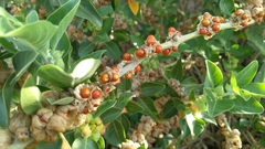 Withania somnifera