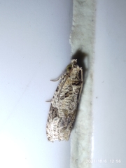 Etanna breviuscula