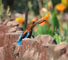 Halcyon smyrnensis