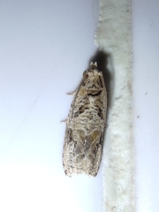 Etanna breviuscula