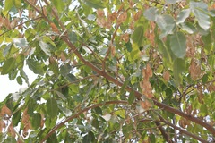 Platymiscium trifoliolatum