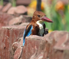 Halcyon smyrnensis
