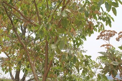 Platymiscium trifoliolatum