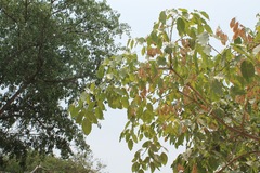 Platymiscium trifoliolatum