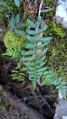 Athyrium reflexipinnum