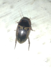 Copelatus